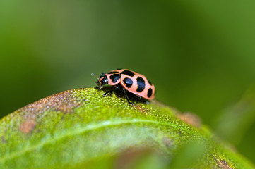 Ladybird on leaf
