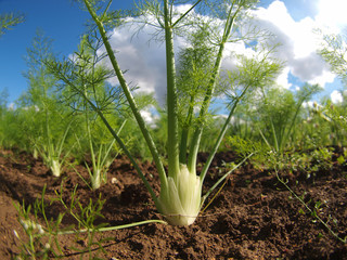 Fenchel im Beet