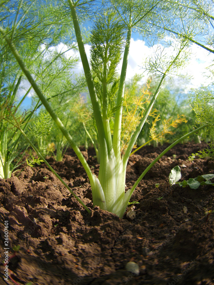 Wall mural Fenchel im Beet