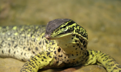 Lizard