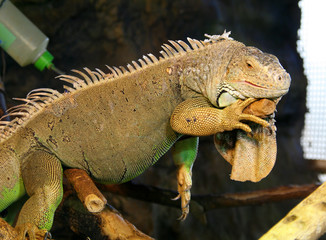 Big green iguana