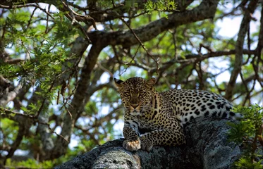 Tuinposter Leopard on a tree. © Uryadnikov Sergey