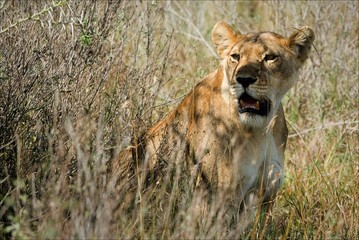 Lioness in bushes.