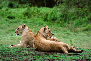 Two lionesses.