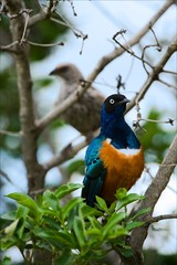 Superb Starling. 2