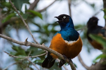 Superb Starling.3
