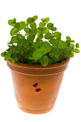Peppermint in a flowerpot
