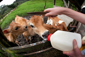 Feeding hungry calves on Costa Rican farm