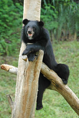 asiatic black bear