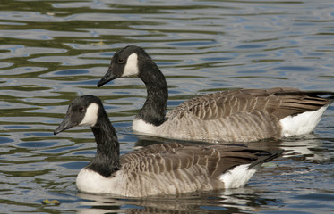 Canadian Goose