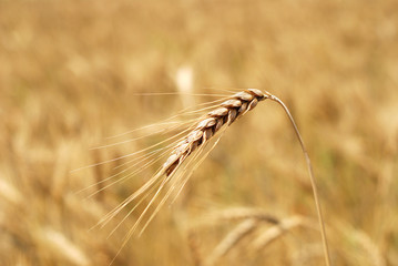 Wheaten field background