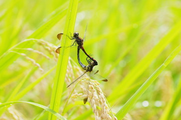 トンボの交尾