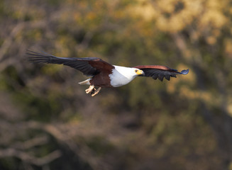 Fish Eagle hunting