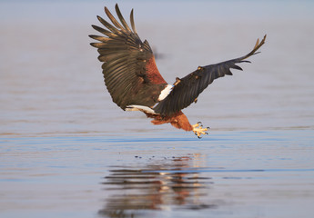 Fish Eagle hunting