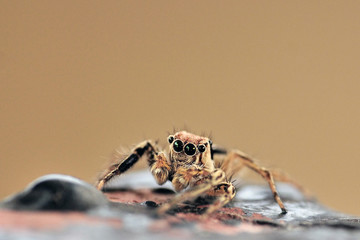 Jumping Spider