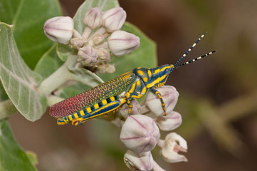 Painted Grasshopper