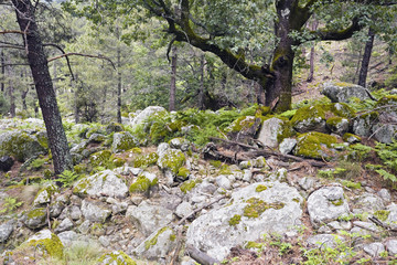 Sierra de Gredos. Garganta La Graja