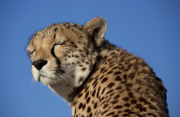 träumender Gepard