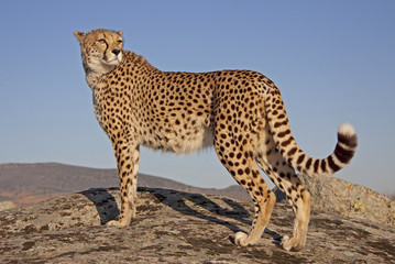 Gepard im Abendlicht
