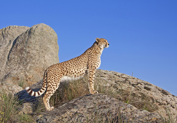 gepard auf einem huegel © Carola G.
