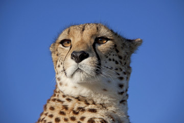 Gepardenportrait