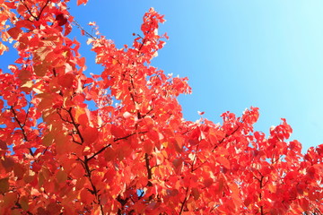 Herbstlaub in leuchtendem Rot, rote Blätter am Baum