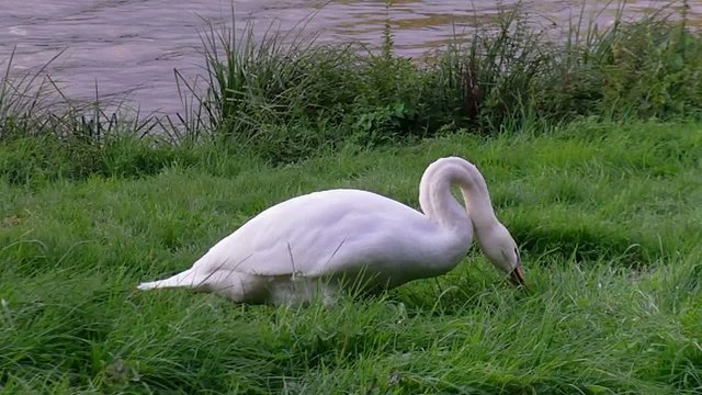 Hungry Swan