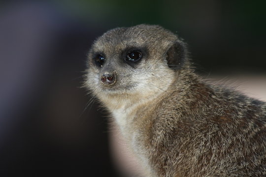 Erdm&auml;nnchen