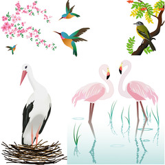 vector birds and flowers