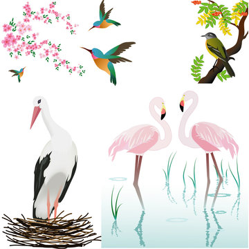 vector birds and flowers