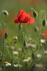 poppy with friends