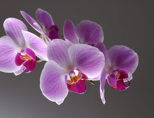 Beautiful pink Phalaenopsis orchid, flowers on the stem