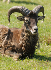 Resting male mouflon sheep, warm spring weather