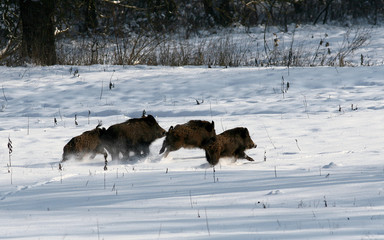 Naklejka premium sus scrofa ferus