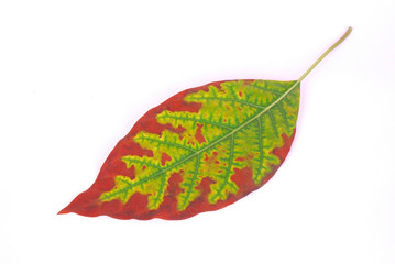 Autumn leaf