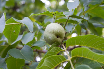Walnut on a tree