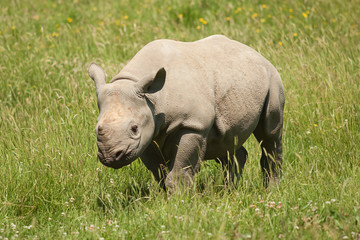 rhino 8796