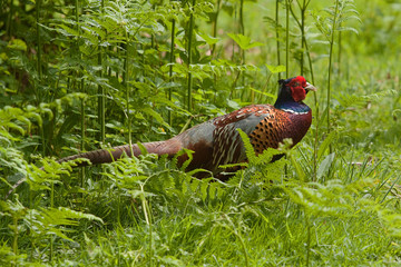 male pheasant 8590