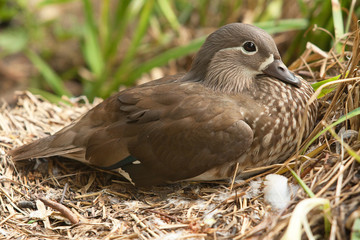 duck on nest 8576