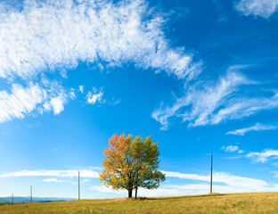 Lonely autumn tree on sky background
