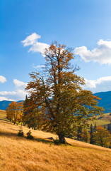bid autumn lonely tree  on mountainside