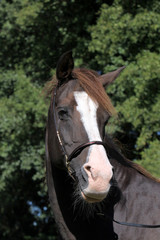 Obraz premium Araber