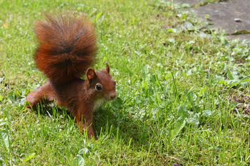 Eichhörnchen