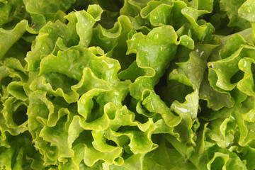 Green lettuce salad isolated as a background