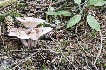 Parque nacional de La Vanoise