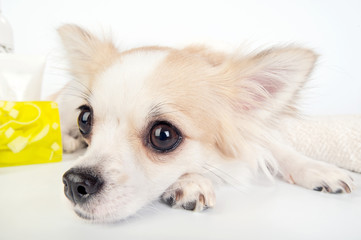 chihuahua eyes close-up