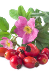 Rose Hip
