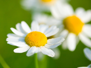 Fototapeta premium chamomile selective focus