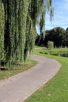 Trauerweide