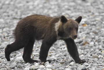 Obraz premium young grizzly wildlife